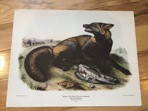 Audubon prima edizione