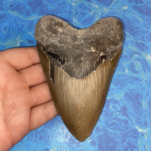 Megalodonte dente squalo - dente, di