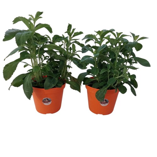 Piantine stevia piante - 2, in
