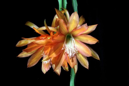 Epiphyllum talea non radicata