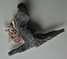 CONCHIGLIA MARINA " MALLEUS