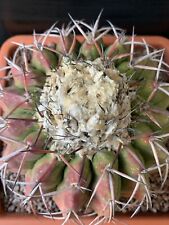 Discocactus placentiformis (old plant, Invisible graft) 13 X 7 cm!!! Unico