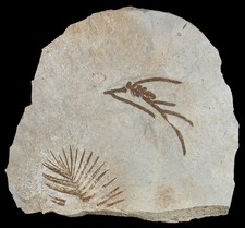 Pianta di Malm Brachyphyllum