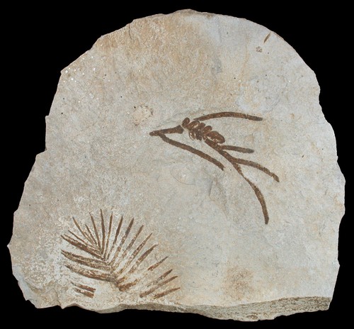 Pianta malm brachyphyllum - pianta,