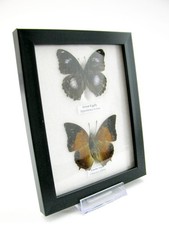 2 farfalle vere, imbottite