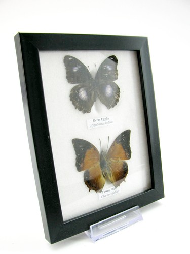 Farfalle vere imbottite - 2,