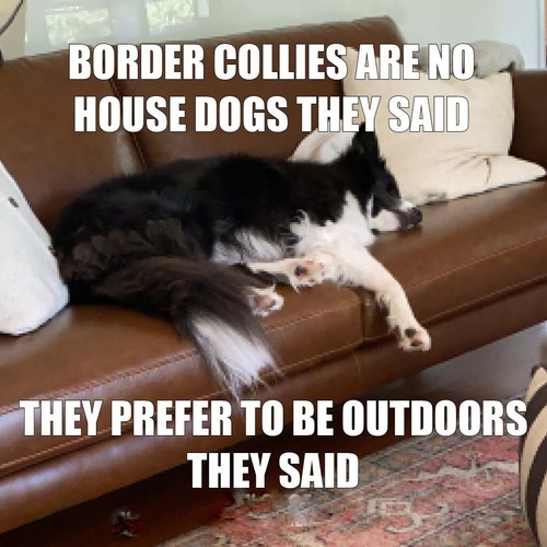 Border collie magnete - ,
