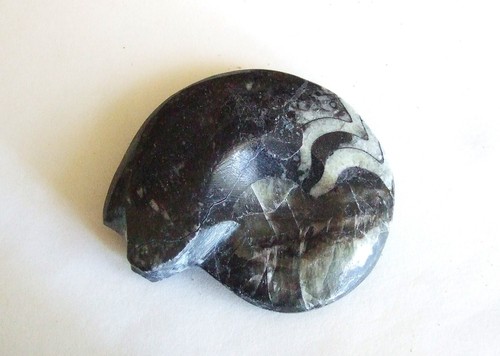 Fossili goniatite - -, (16)