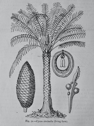 Vegetazione preistorica cycas - preistorica,