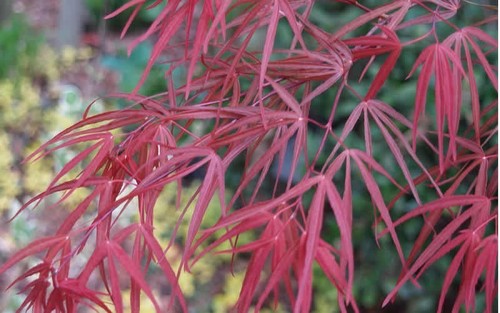 Acero giapponese acer - acero,