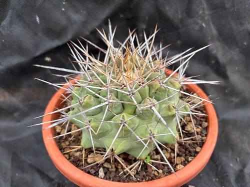 Thelocactus rinconensis - rinconensis,