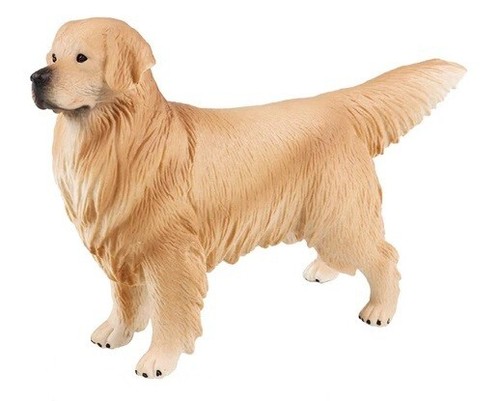 Beige golden retriever dog - golden,