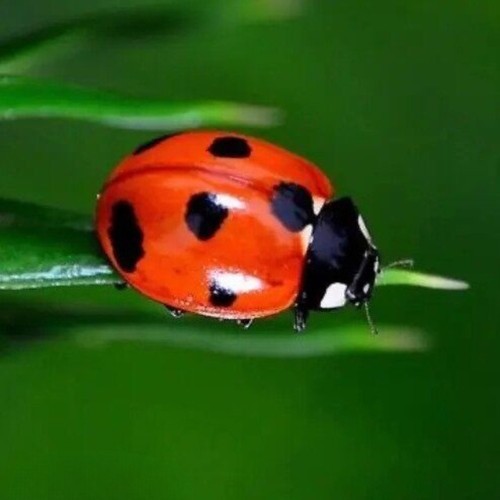 Vera coccinella - coccinella,