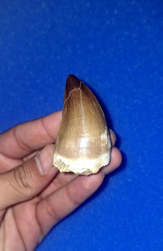 2x1 splendidi denti - , di