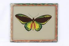 Ornithoptera alexandra - ornithoptera,