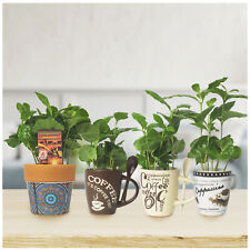 Vera pianta di caffè in tazza da caffè vintage con cucchiaio - regalo Coffea Arabica