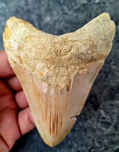 Indo megalodonte denti - indo, dentali