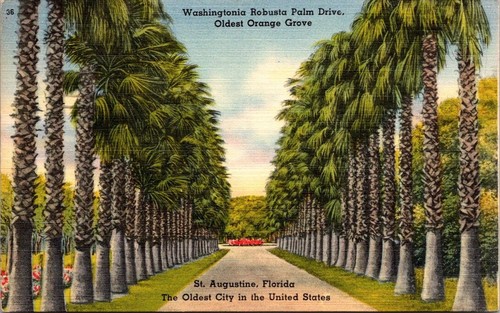 Cartolina washingtonia robusta - cartolina,