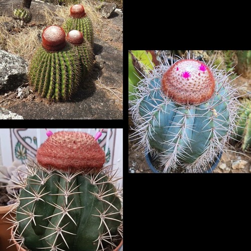 Semillas melocactus varios - 40,