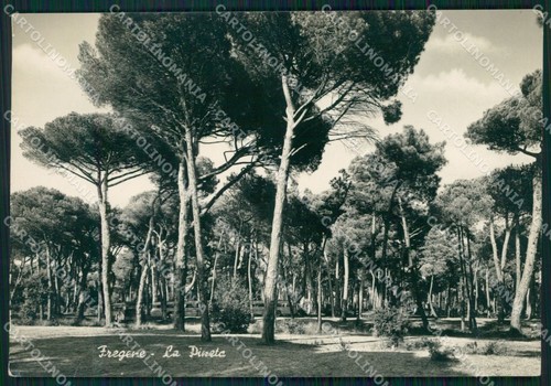 Roma fiumicino fregene pieghe - roma,