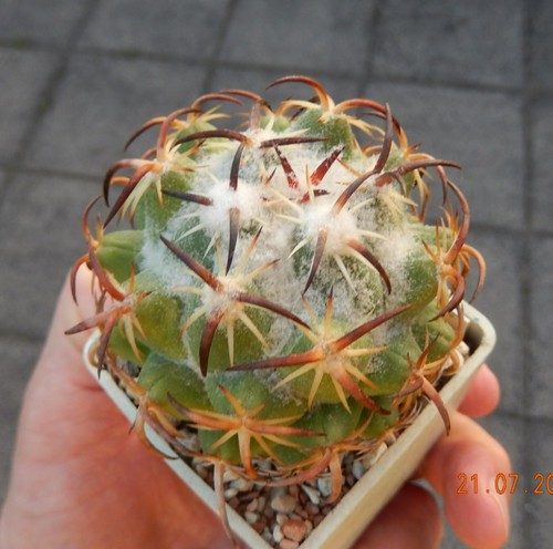 Coryphantha tripugionacantha