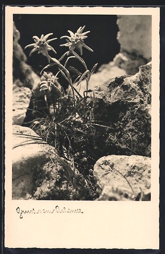 Arbusto edelweiss tra - un,
