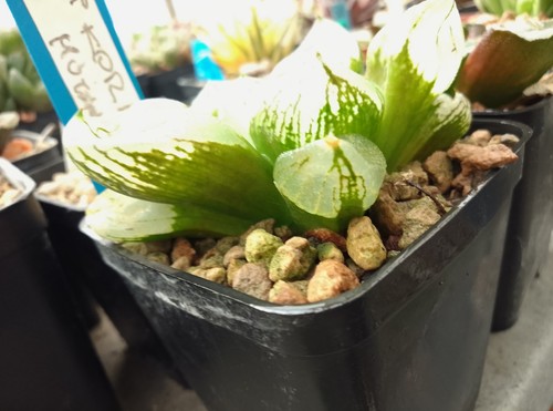 Haworthia mutant korn - ,