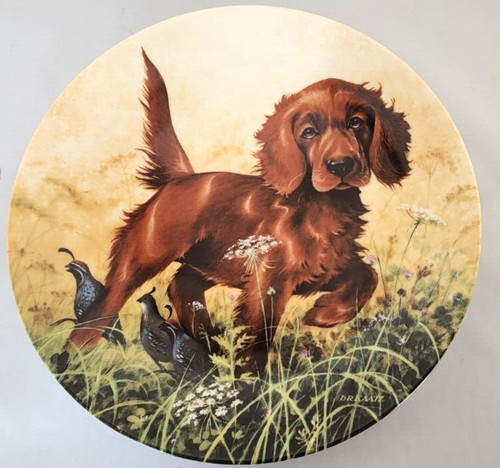 Setter irlandese piatto - irlandese,