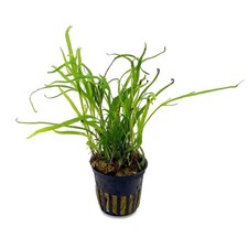 Microsorum pteropus Trident in