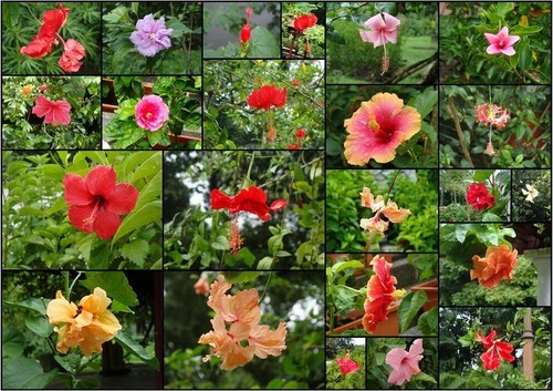 Mix semi ibisco hibiscus - mix,