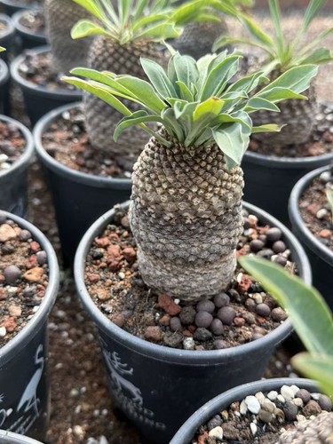 Rare piante succulente - , di