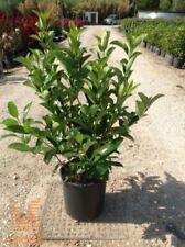 Viburno lucido "Viburnum lucidum" pianta da siepe in vaso ø8 cm