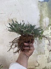 Bonsai Timo Macchia