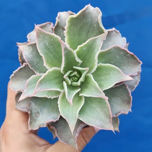 Echeveria madiba pot - echeveria,