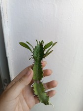 Euphorbia trigona recién - 15,