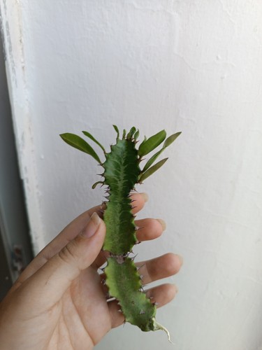 Euphorbia trigona recién - 15,