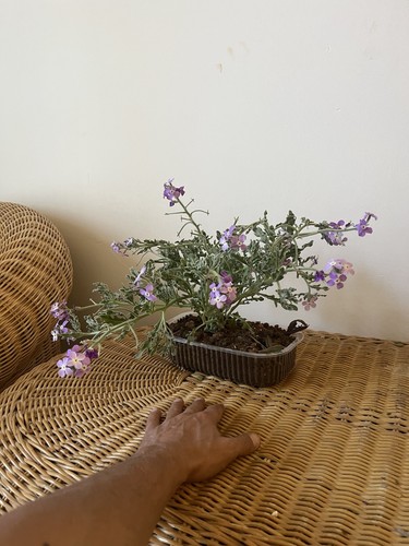 Gelsomino viola bonsai di - viola,