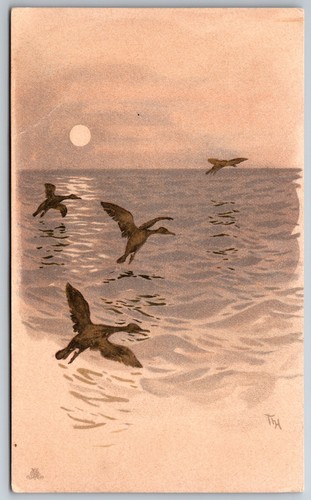 Cartolina anatre volanti lago