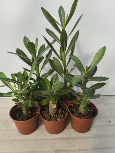 Adenium obesum rosa del - rosa,
