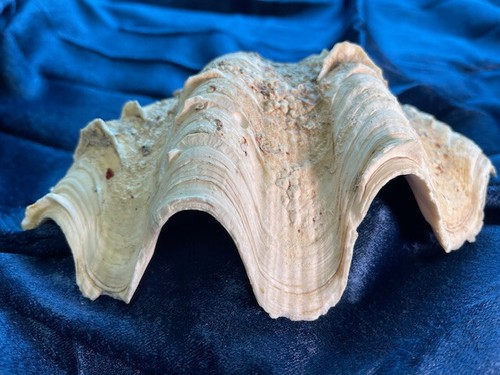 Natural clam shell tridacna - clam,