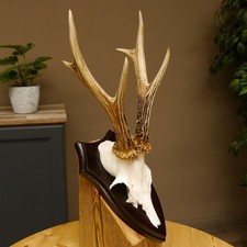 Corna Di Capriolo Peso Attuale 310 G Corna Capriolo Placca 609.86