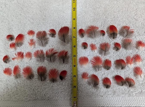 Piume pancia rossa colore - pancia,