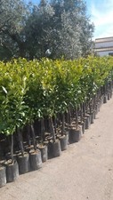 PIANTA ALBERO DI LIMONE ANTICO