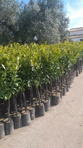Pianta albero limone antico - albero,