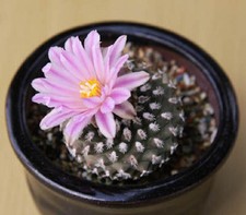 Pediocactus knowltonii esotico