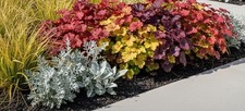 2097td heuchera mix miscela - mix,