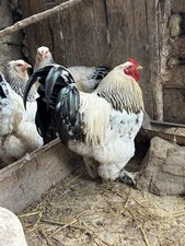 6 Uova Fertili, Uova Feconde