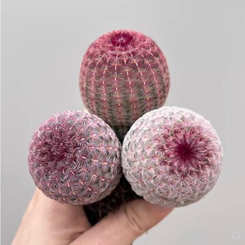 Teste cactus pianta - di,
