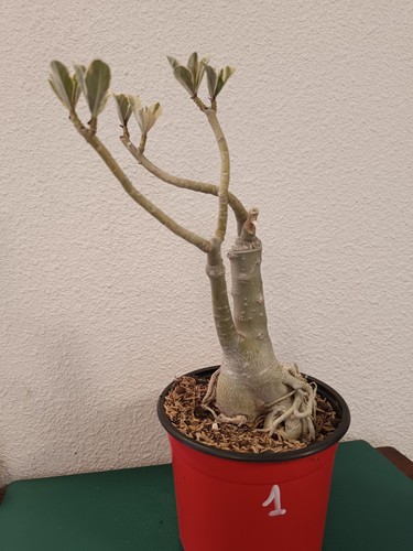 Adenium obesum greffé rose - adenium,
