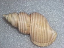 ANCISTROLEPIS VIETNAMENSIS